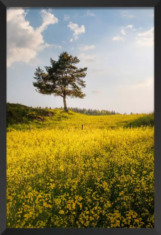 Roi de la campagne - paysage campagne