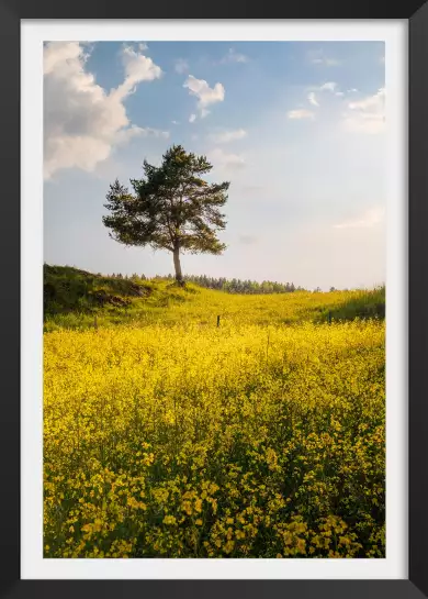 Roi de la campagne - paysage campagne