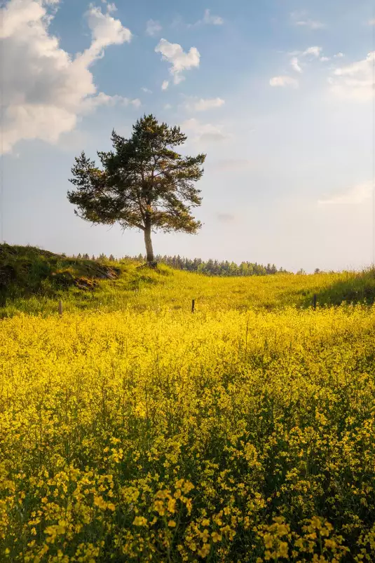 Roi de la campagne - paysage campagne