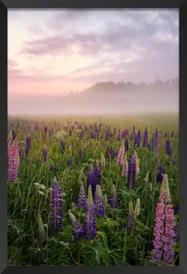 Lupins au matin - paysage campagne