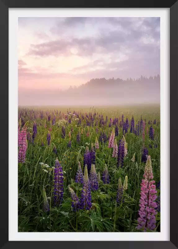 Lupins au matin - paysage campagne