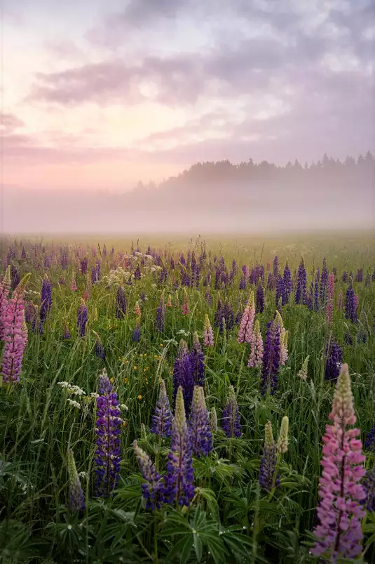 Lupins au matin - paysage campagne