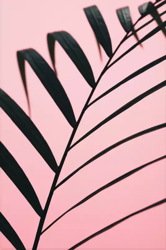 Feuille géante - affiche feuille de palmier