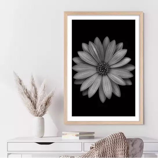 Osteospermum - affiche fleurs