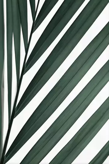 Feuille graphique - affiche feuille de palmier