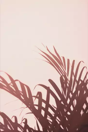 Soleil rose - affiche feuille de palmier