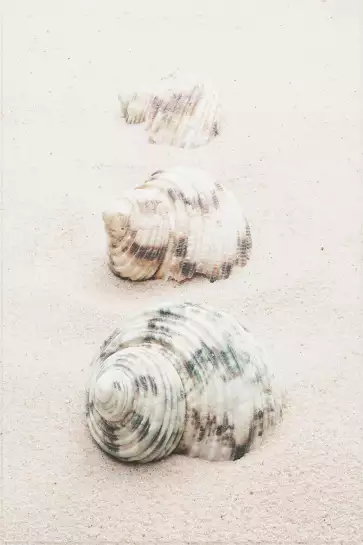 Escargots de mer - tableau sur la mer