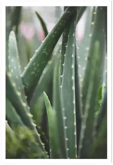 Cacti - affiches cactus