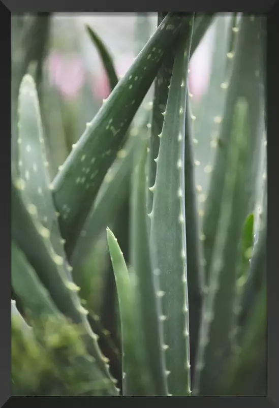 Cacti - affiches cactus