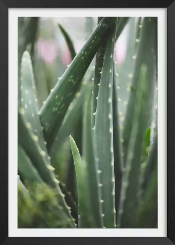 Cacti - affiches cactus