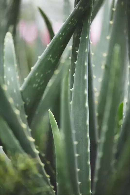 Cacti - affiches cactus