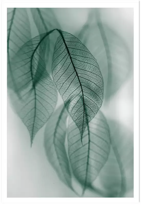 Leaf - affiche feuille