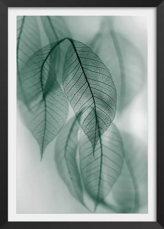 Leaf - affiche feuille