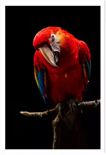 Scarlet Macaw - affiche perroquet