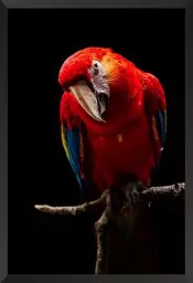 Scarlet Macaw - affiche perroquet