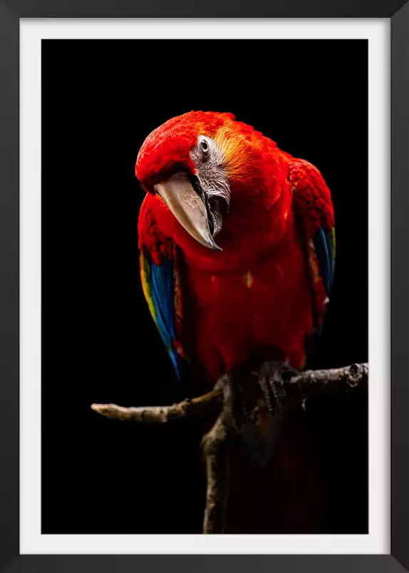 Scarlet Macaw - affiche perroquet