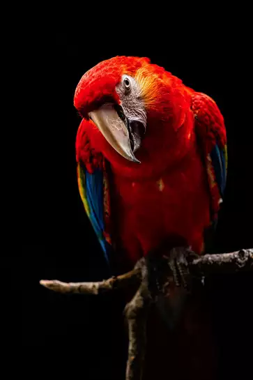 Scarlet Macaw - affiche perroquet