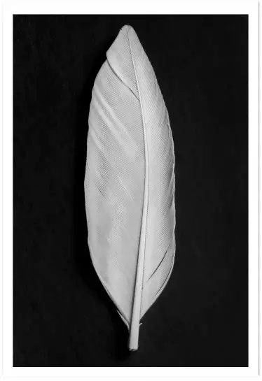 Plume blanche - affiche noir et blanc