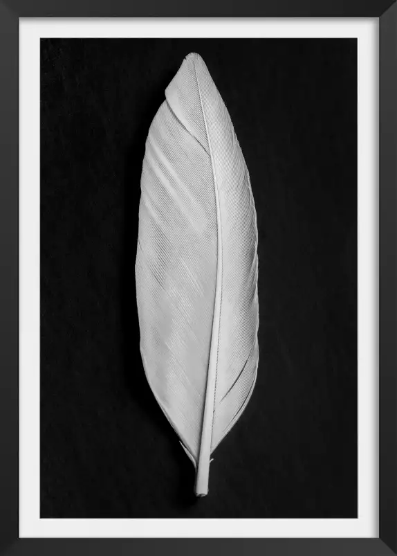 Plume blanche - affiche noir et blanc