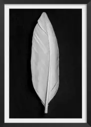 Plume blanche - affiche noir et blanc