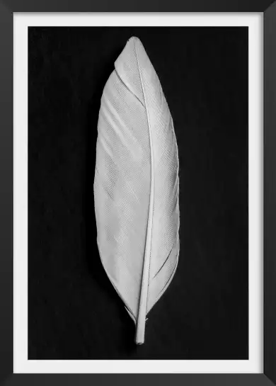 Plume blanche - affiche noir et blanc