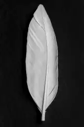 Plume blanche - affiche noir et blanc