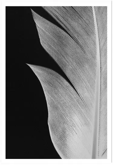 Plume decoupée - affiche noir et blanc