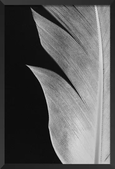 Plume decoupée - affiche noir et blanc