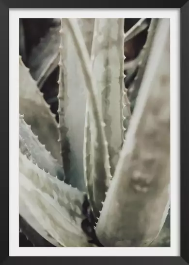Aloe - affiche botanique palmier