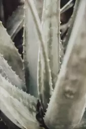 Aloe - affiche botanique palmier