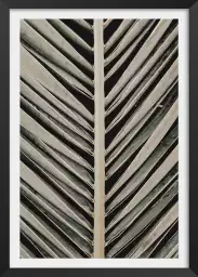 Palmblad - affiche botanique palmier