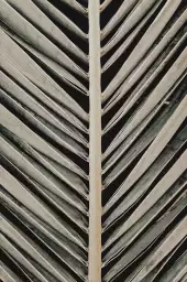 Palmblad - affiche botanique palmier