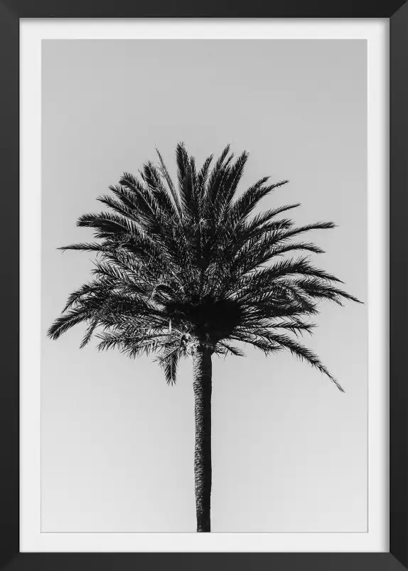 Palm - affiche botanique palmier