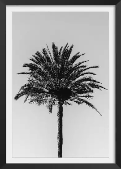 Palm - affiche botanique palmier