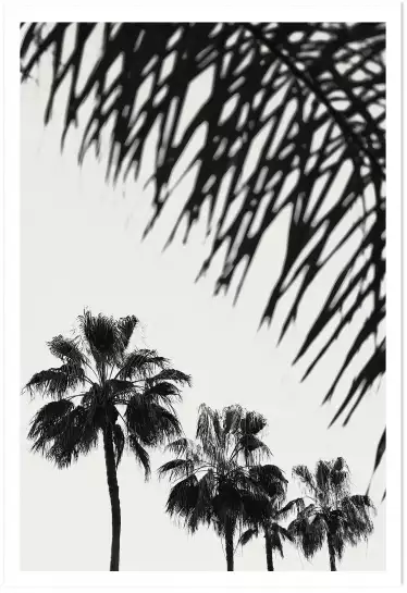 Palm six - affiche botanique palmier