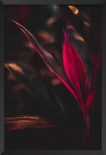 Rouge dans le crepuscule - affiche plantes