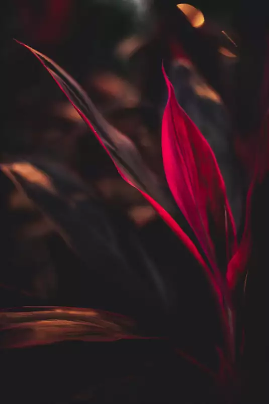 Rouge dans le crepuscule - affiche plantes