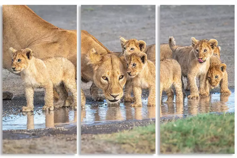 Méfiance au point d'eau - affiche animaux