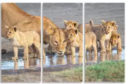 Méfiance au point d'eau - affiche animaux