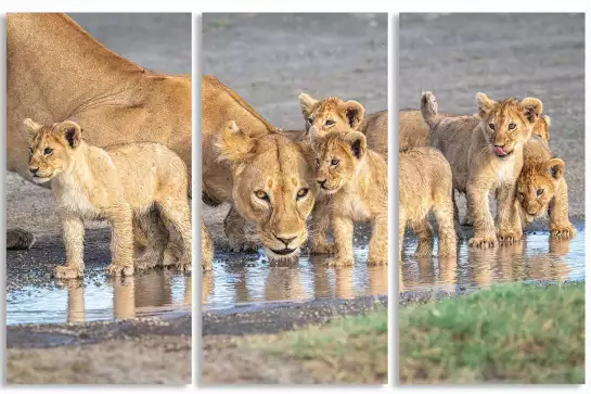 Méfiance au point d'eau - affiche animaux