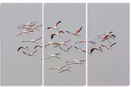 Flamants roses en vol - affiche animaux