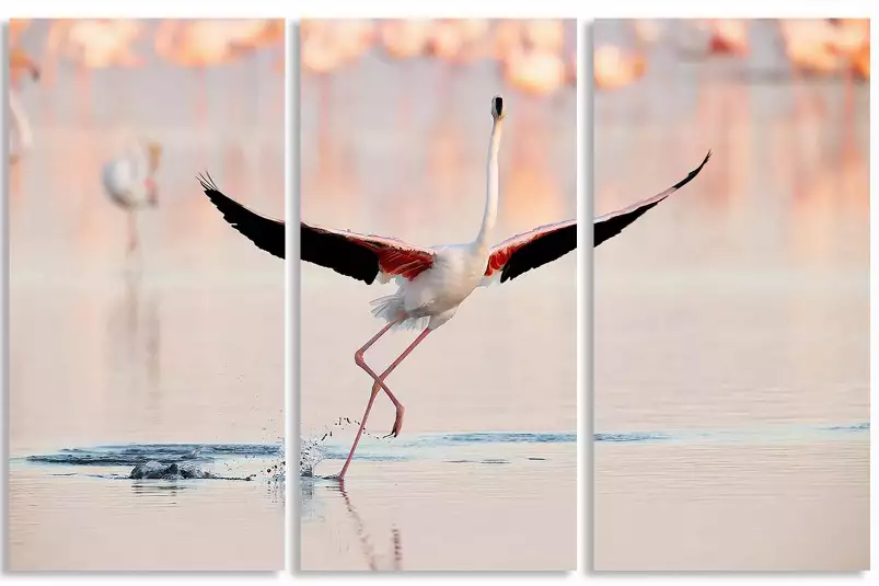 Danse des flamants roses - affiche animaux