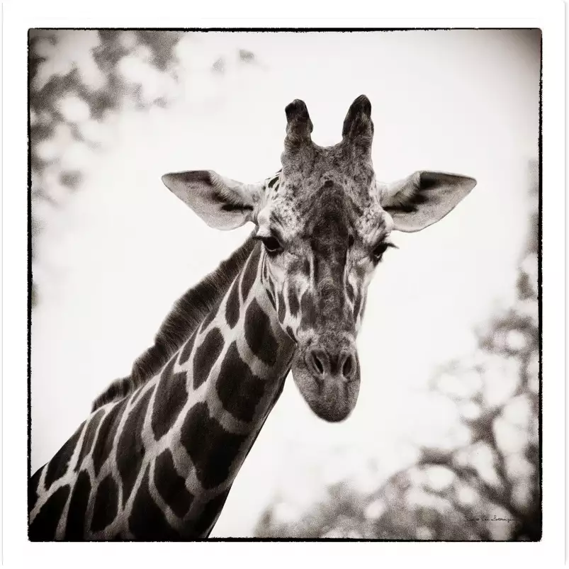 Girafe en sépia - tableau d animaux sauvages