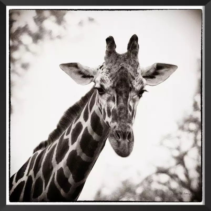 Girafe en sépia - tableau d animaux sauvages