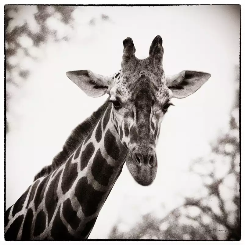 Girafe en sépia - tableau d animaux sauvages