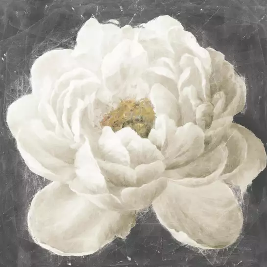 Vivid Floral I Fleur Blanche - affiche fleurs