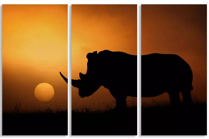 Rhino Sunrise - photos animale