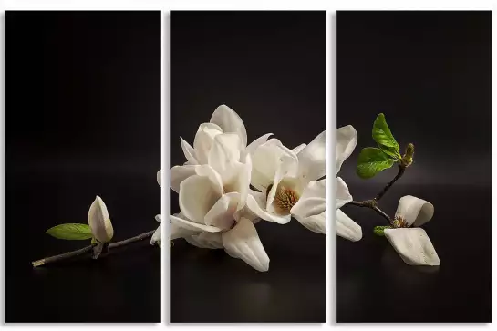 Magnolia - affiche fleurs