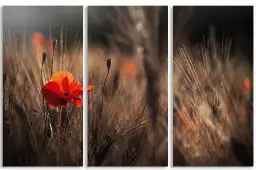 Coquelicot au maïs - affiche de fleurs