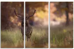 Posant - photo animaux de la foret